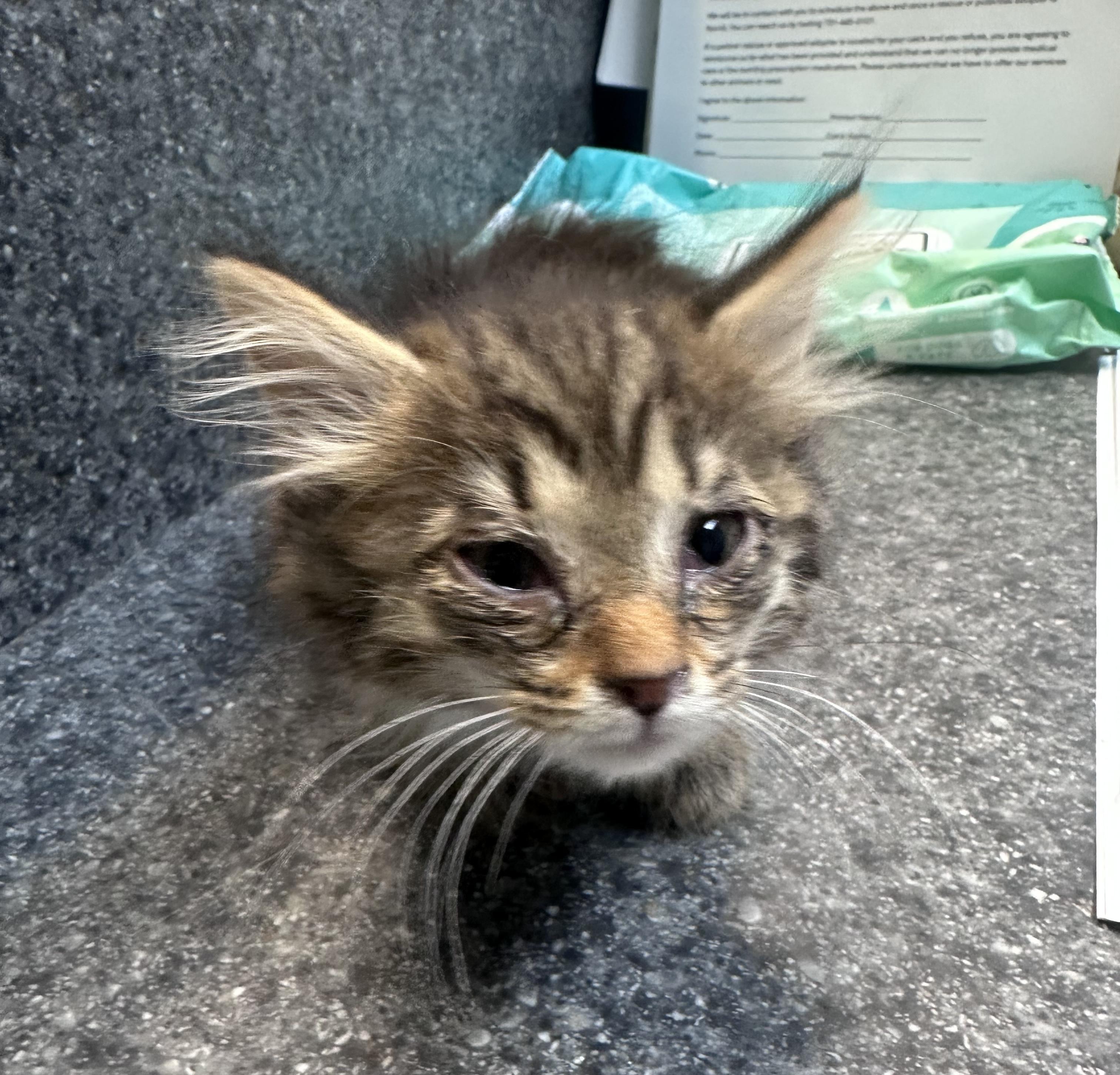 Enlarge Fat Potato, a Adoptable Domestic Medium Hair in Dyersburg, TN image 2/2