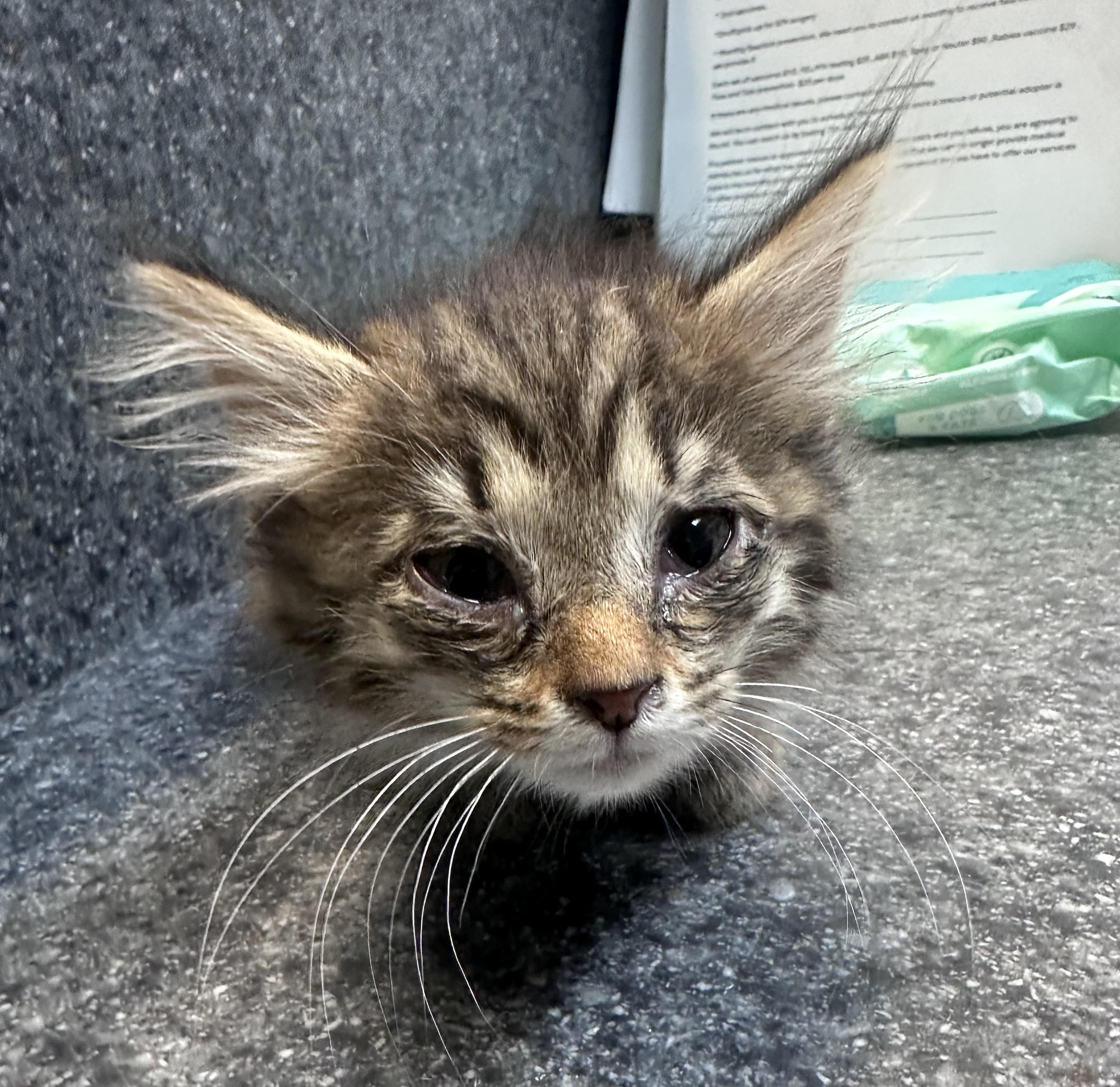Fat Potato, Adoptable, Young Male Domestic Medium Hair.
