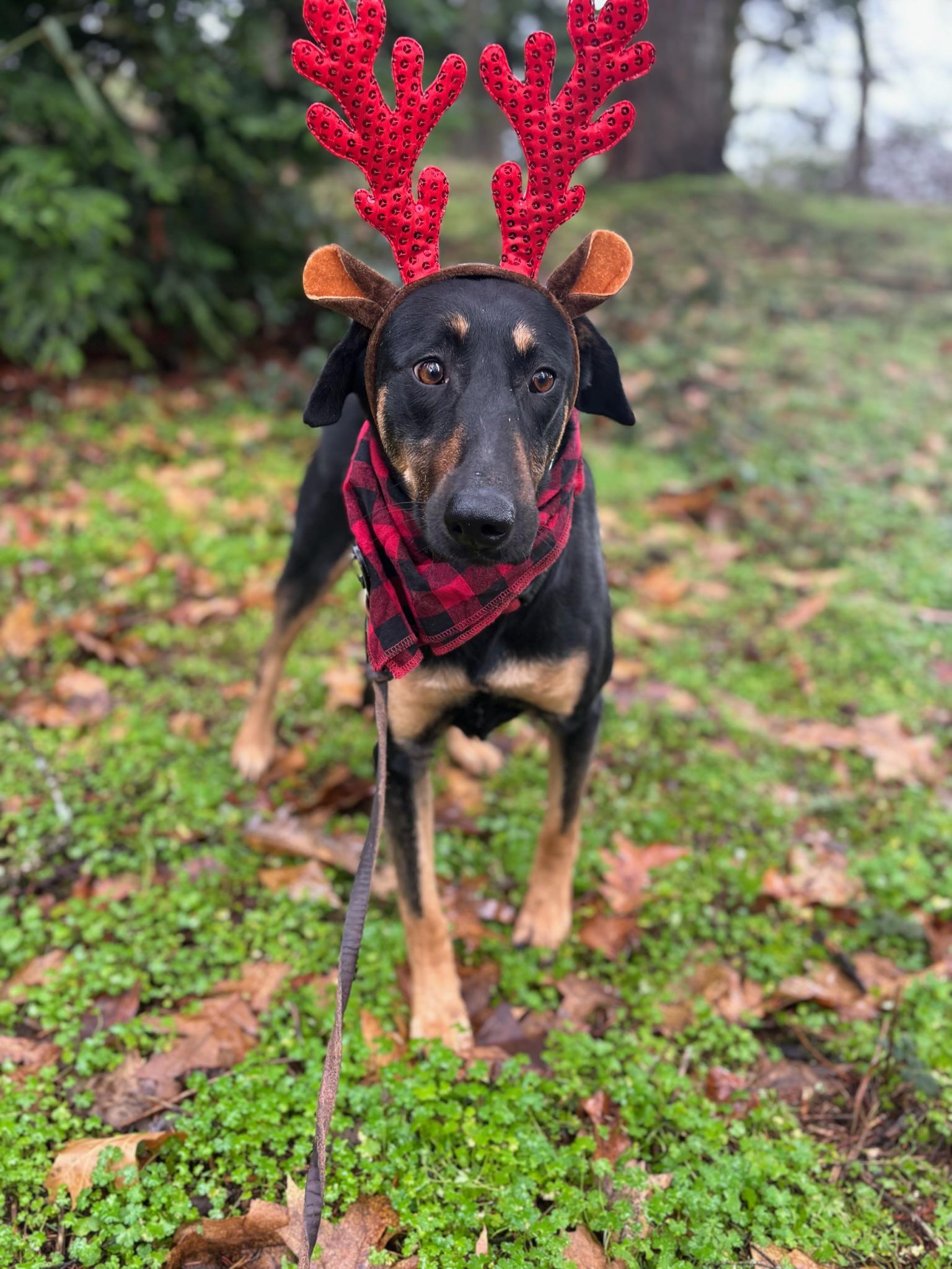 Malina , Adoptable, Young Female Doberman Pinscher.