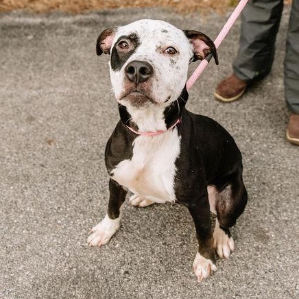 Frosting, Adoptable, Adult Male Mixed Breed.