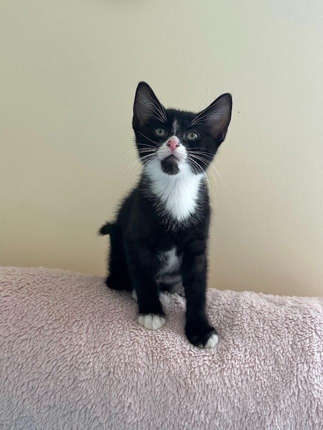 Figaro (and Sylvester), Adoptable, Kitten Male Domestic Short Hair.