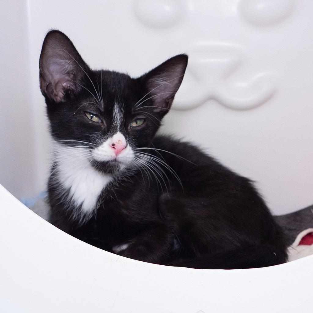 Enlarge Figaro (and Sylvester), a Adoptable mixed breed in Shoreline, WA image 2/6