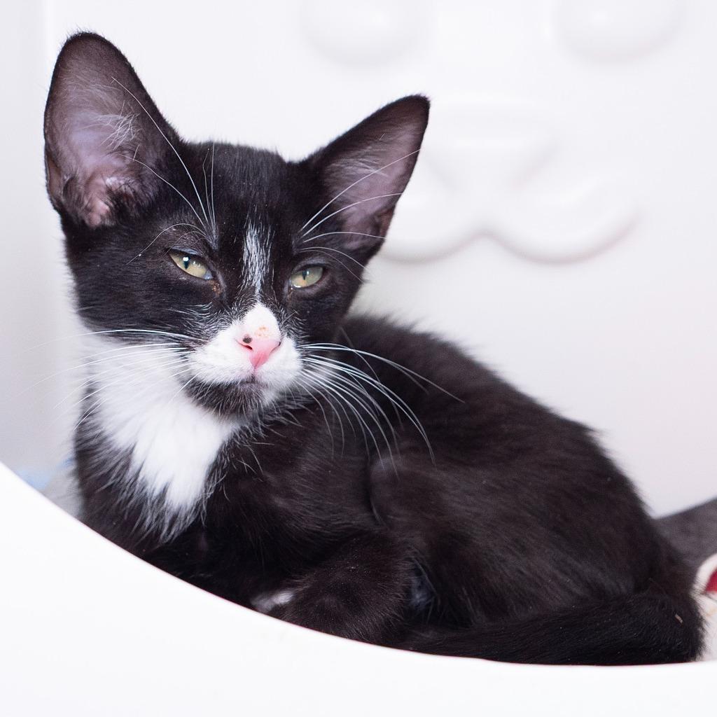 Enlarge Figaro (and Sylvester), a Adoptable mixed breed in Shoreline, WA image 3/6