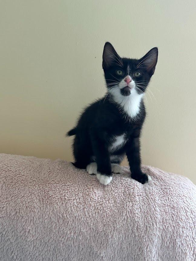 Enlarge Figaro (and Sylvester), a Adoptable mixed breed in Shoreline, WA image 4/6