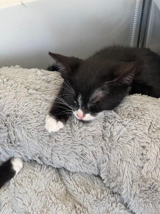 Enlarge Figaro (and Sylvester), a Adoptable mixed breed in Shoreline, WA image 5/6