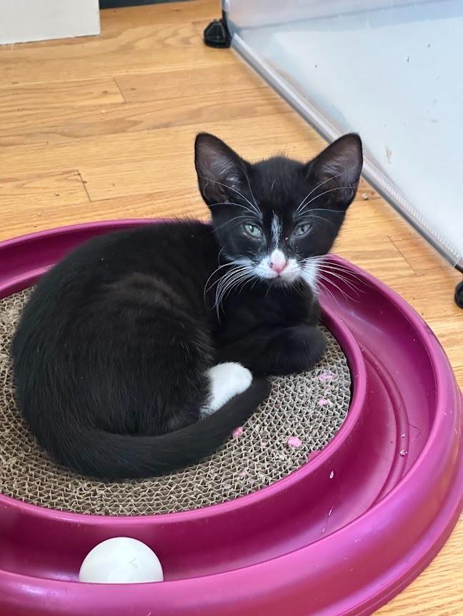 Enlarge Figaro (and Sylvester), a Adoptable mixed breed in Shoreline, WA image 6/6