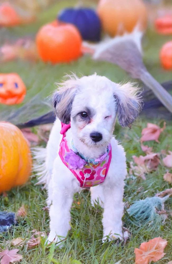 Tassie, Adoptable, Puppy Female Maltese & Poodle.