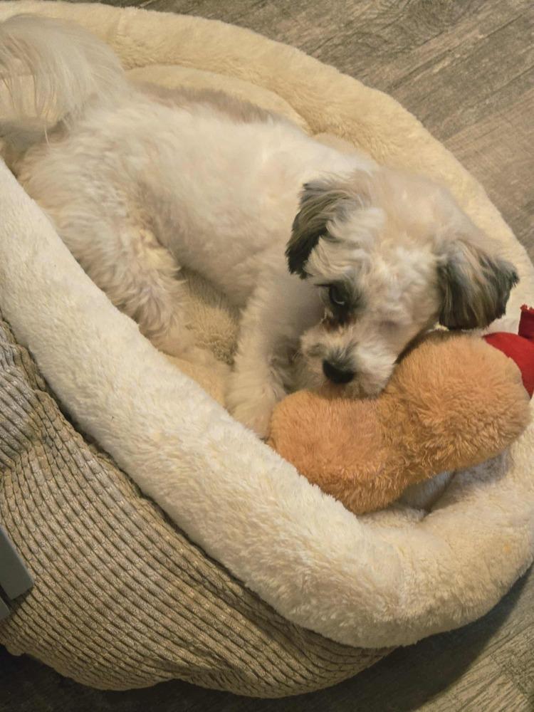 Tassie, a Adoptable mixed breed in Plantation, FL image 2/6