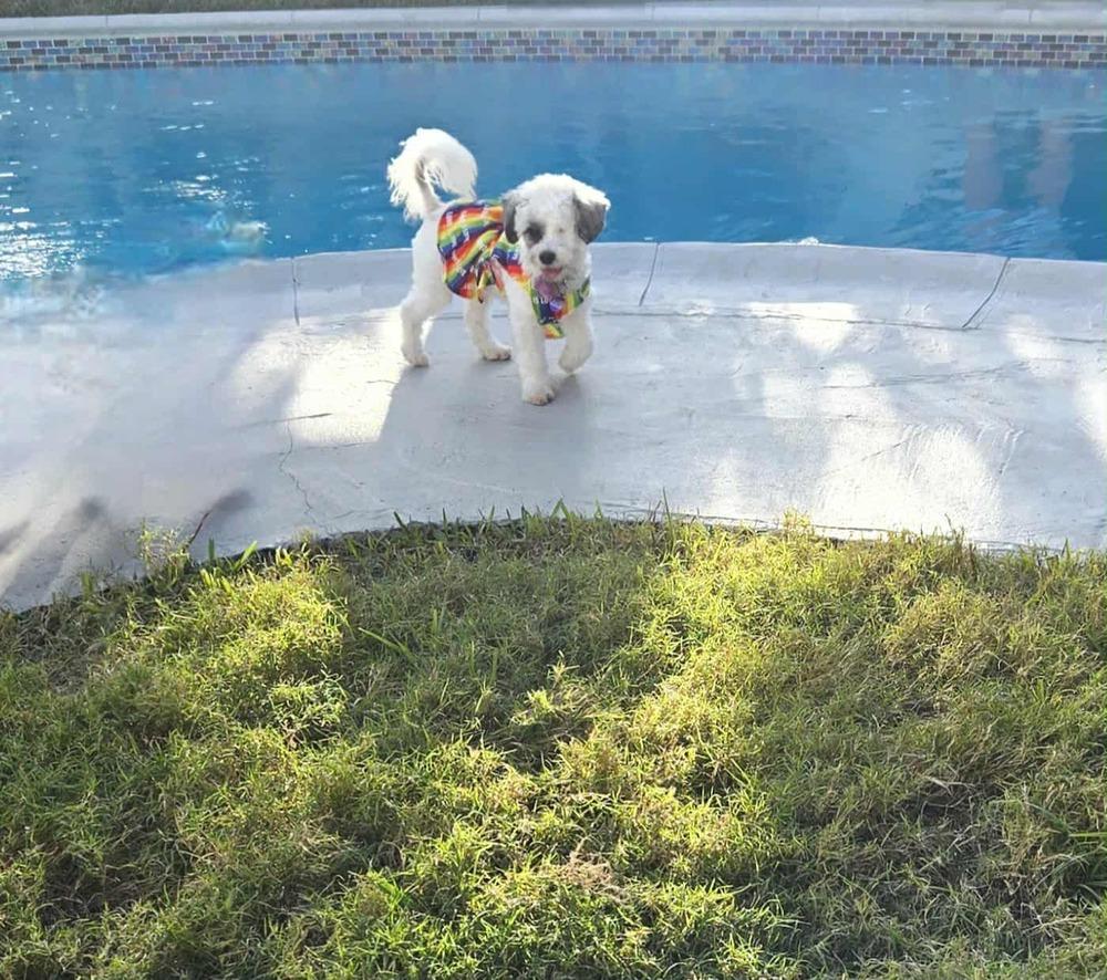 Tassie, a Adoptable mixed breed in Plantation, FL image 3/6