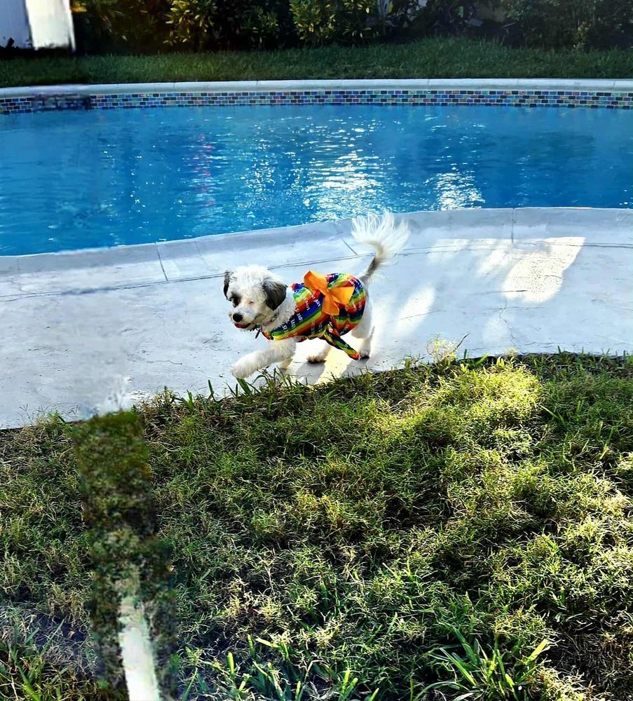 Tassie, a Adoptable mixed breed in Plantation, FL image 4/6