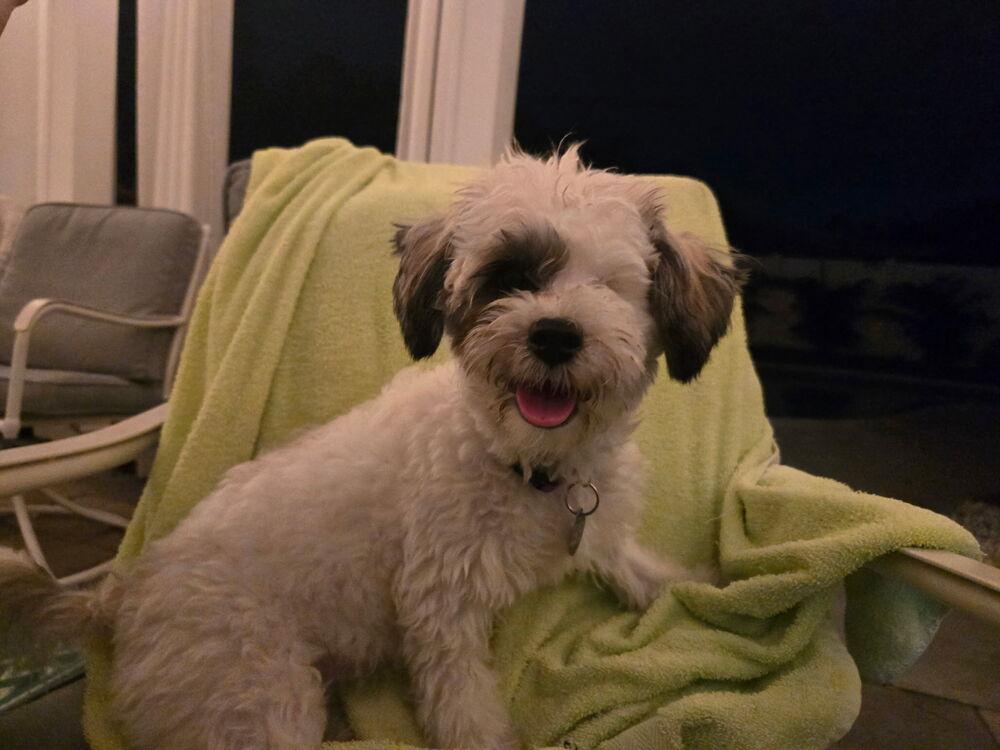 Tassie, a Adoptable mixed breed in Plantation, FL image 5/6