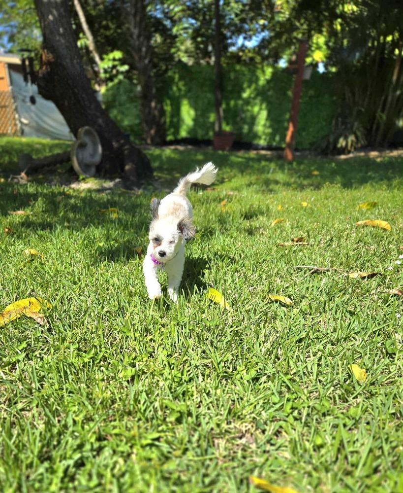 Tassie, a Adoptable mixed breed in Plantation, FL image 6/6