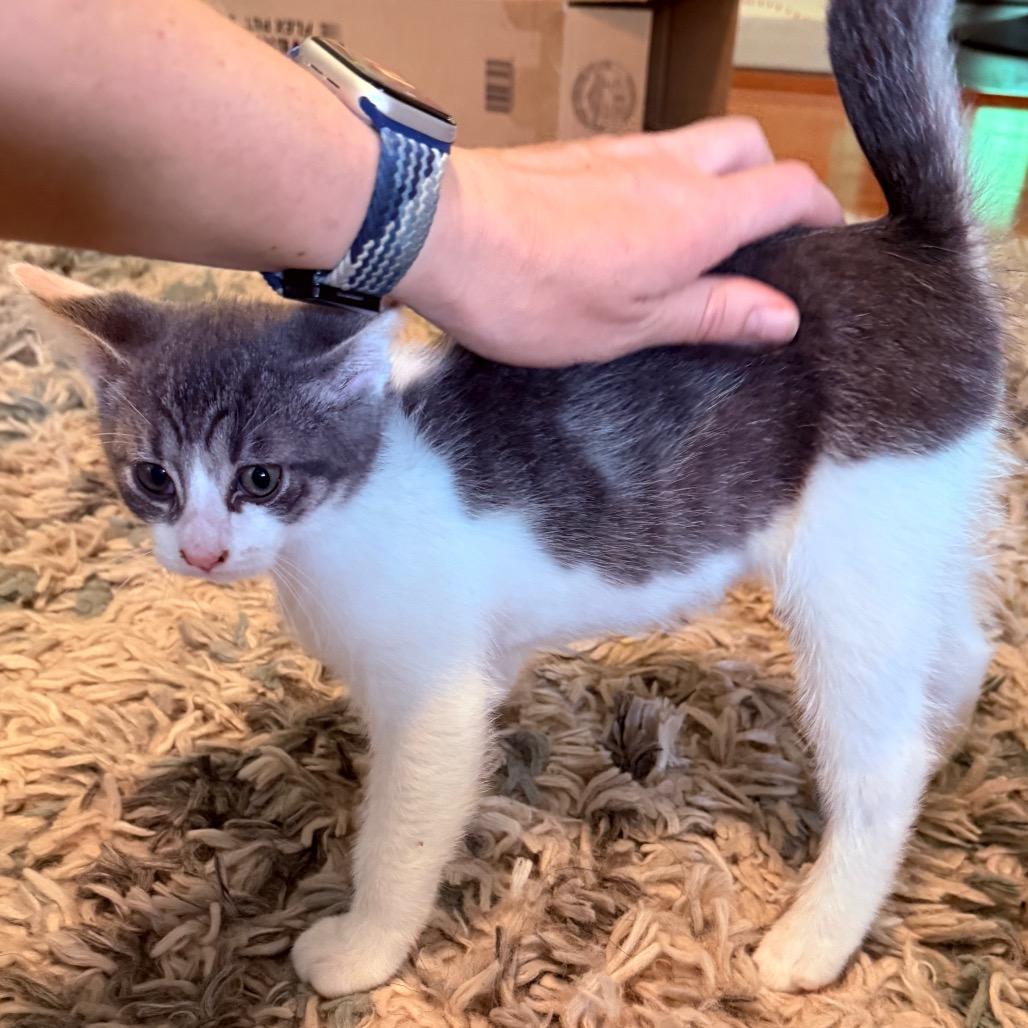 Enlarge Guppy, a Adoptable Domestic Short Hair in Middleton, WI image 2/3