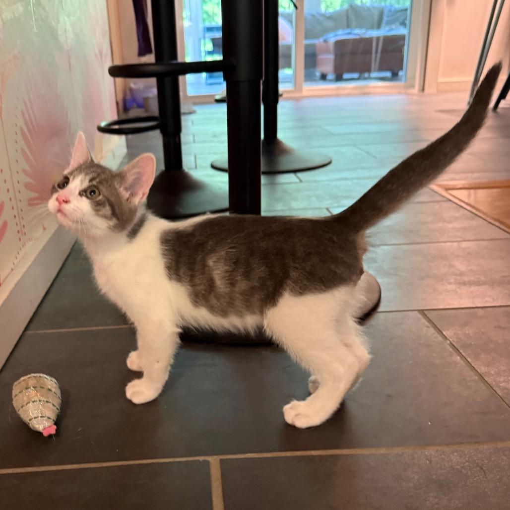 Enlarge Guppy, a Adoptable Domestic Short Hair in Middleton, WI image 3/3