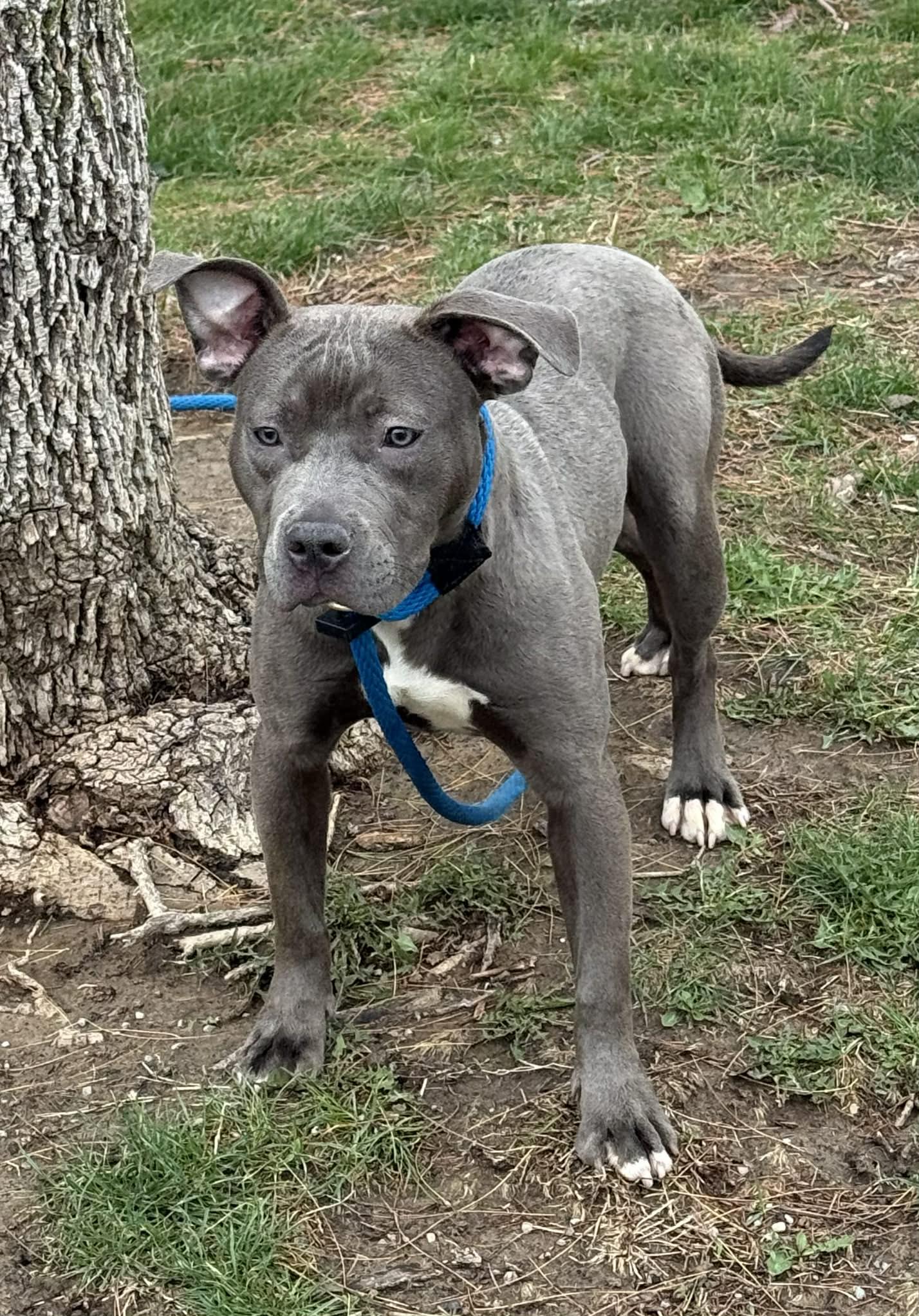 Enlarge Grace, an adopted mixed breed in Springfield, IL image 4/4