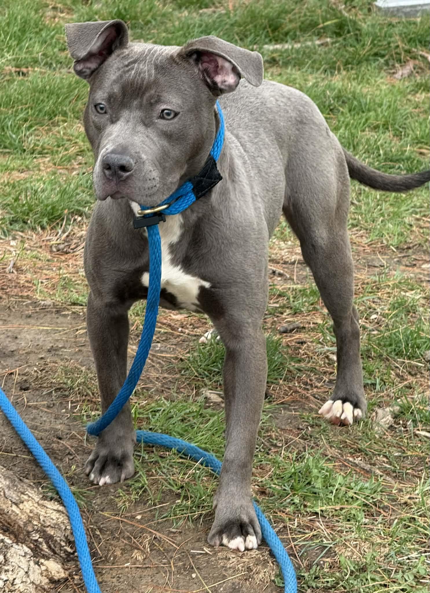 Enlarge Grace, an adopted mixed breed in Springfield, IL image 2/4