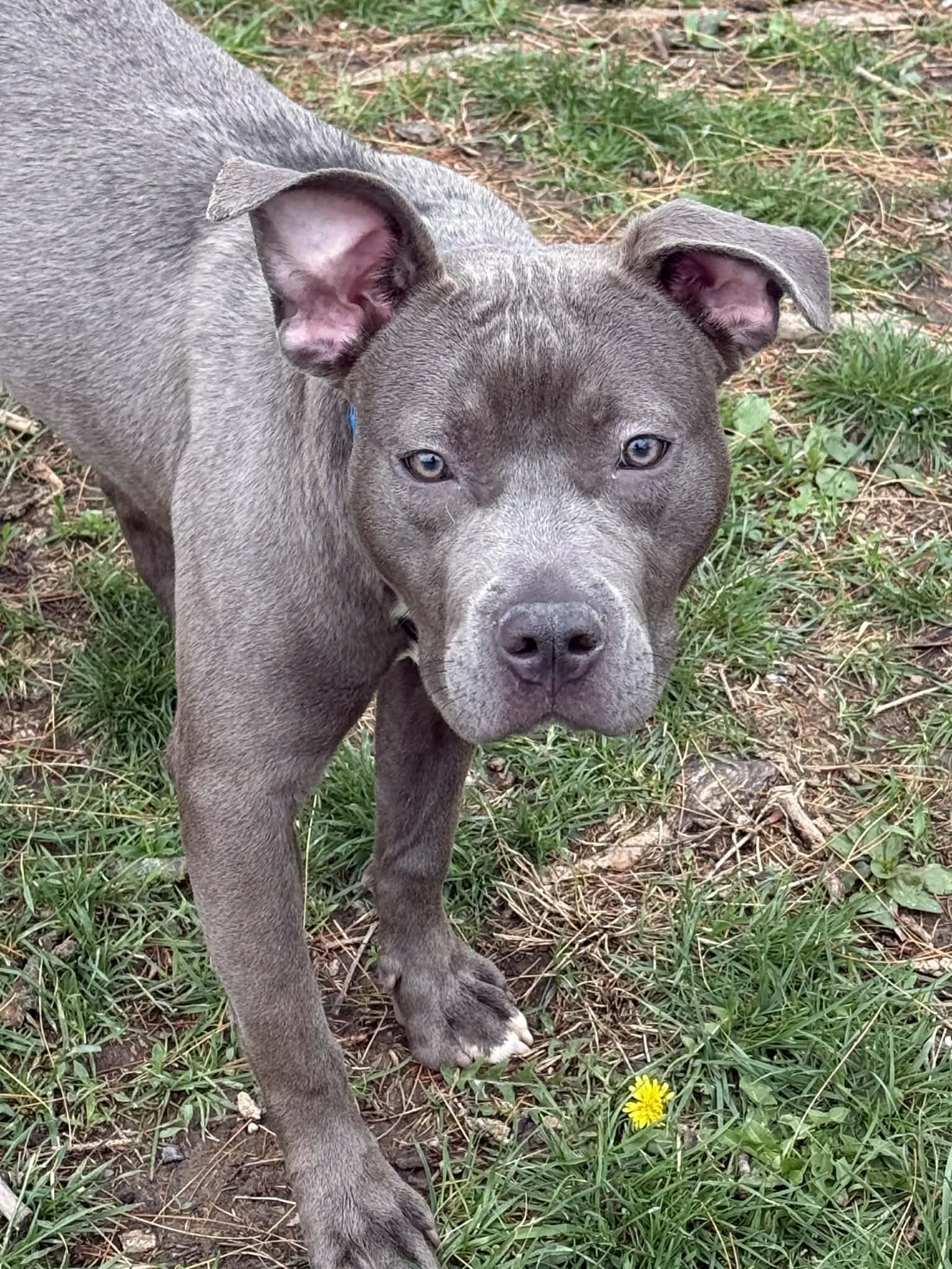 Enlarge Grace, an adopted mixed breed in Springfield, IL image 3/4