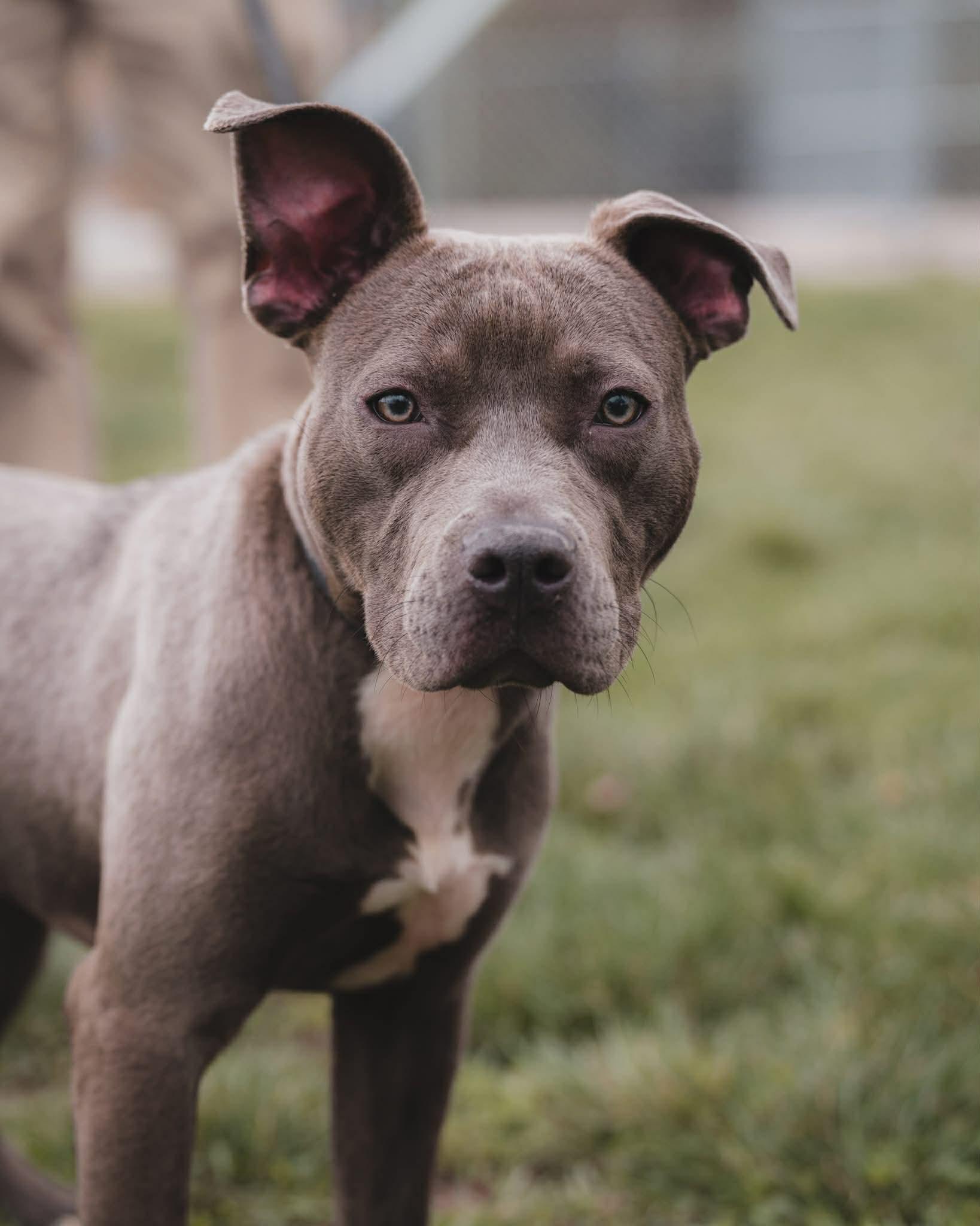 Grace, adopted, Young Female Pit Bull Terrier.