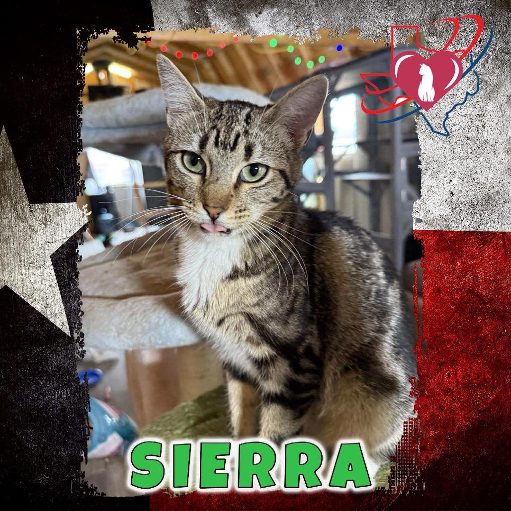 Fran/Sierra, Adoptable, Young Female Domestic Short Hair.