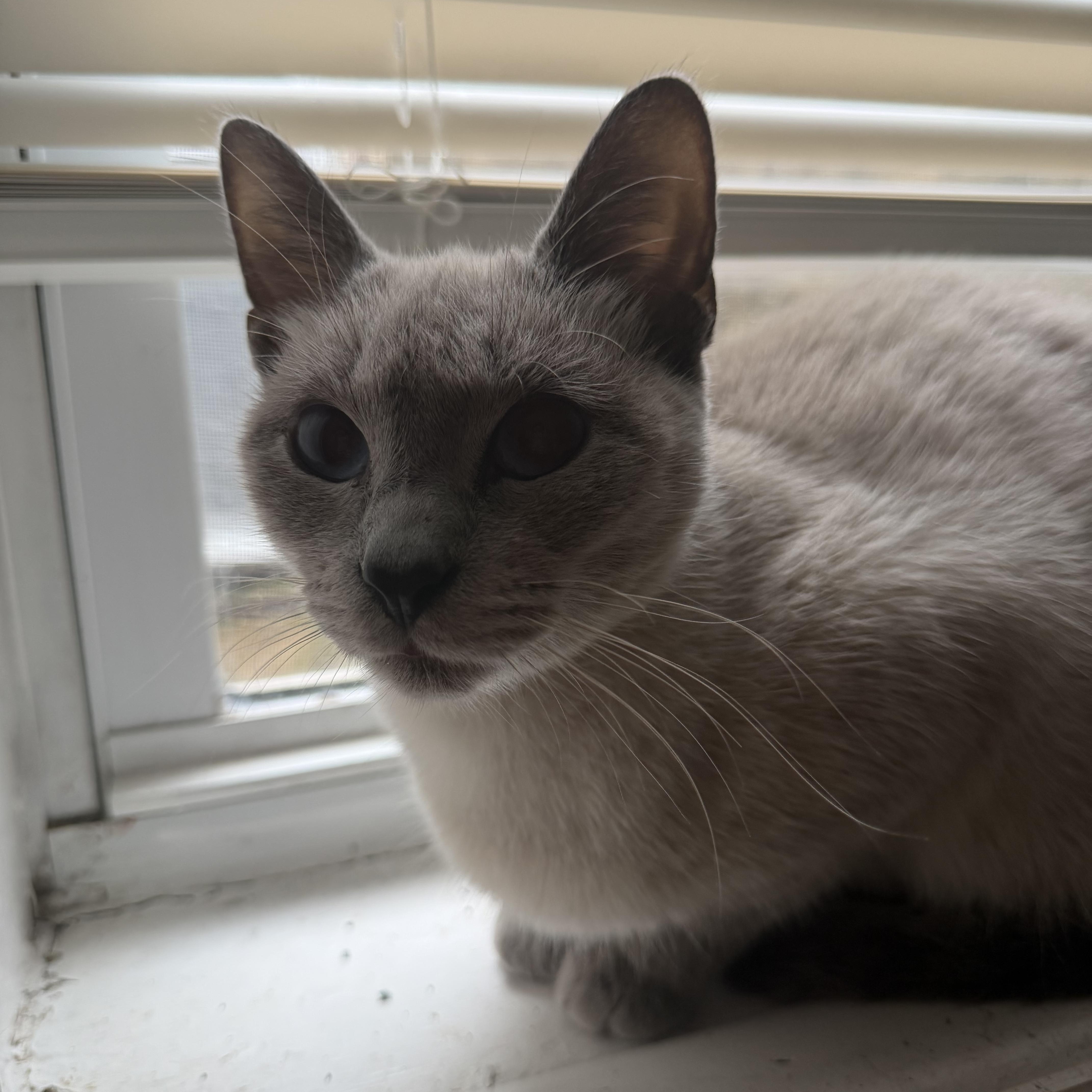 Enlarge Bubbles, a Adoptable Siamese in Philadelphia, PA image 2/3