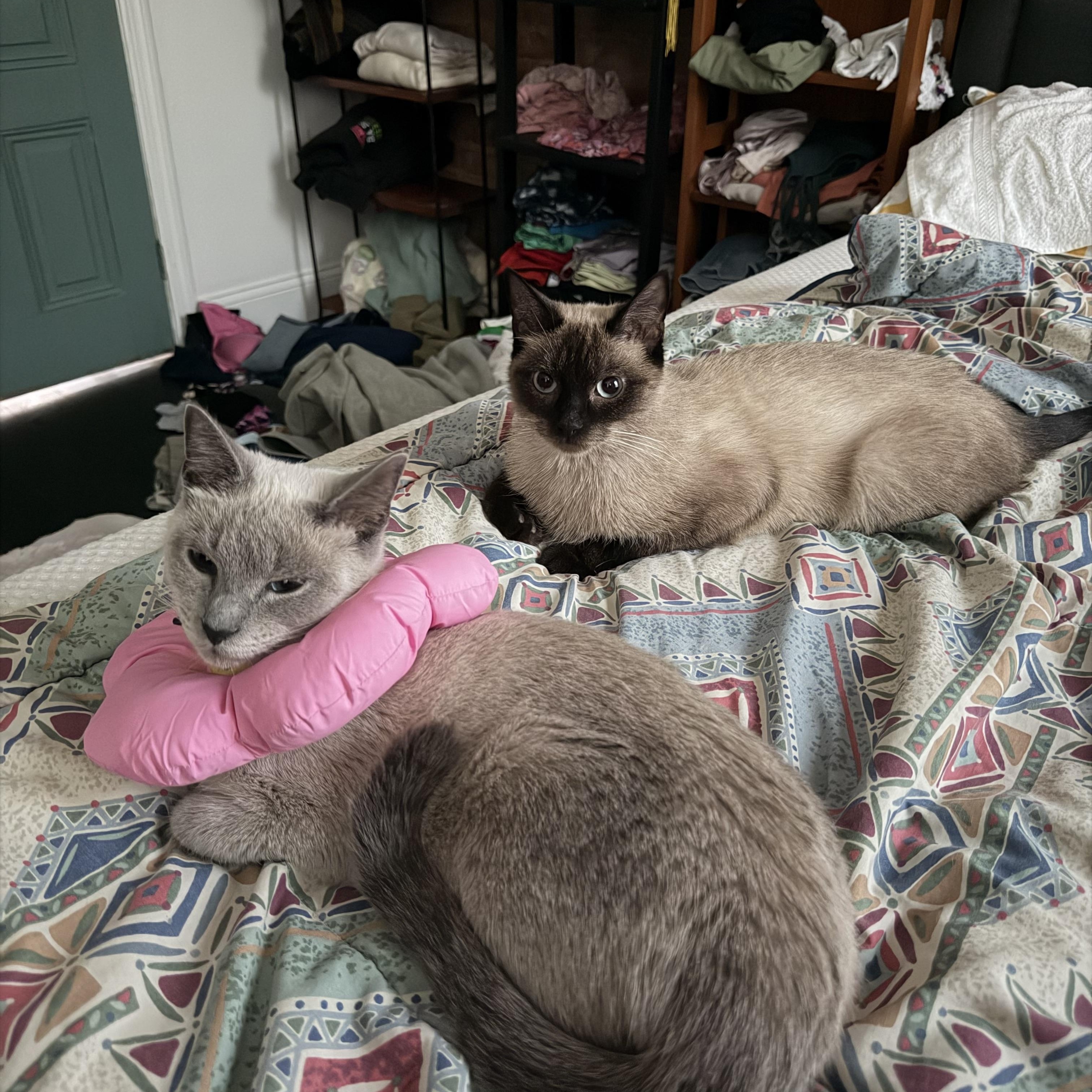 Bubbles and Pumpkin, Adoptable, Young Female Siamese.