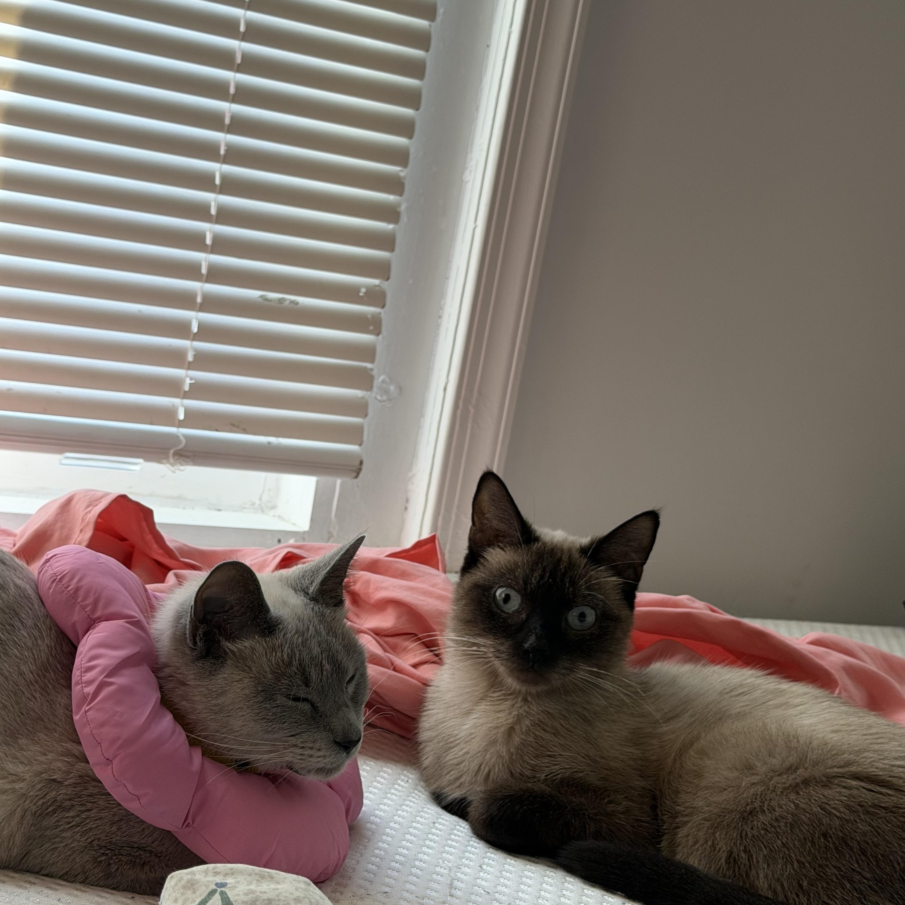 Enlarge Bubbles and Pumpkin, a Adoptable Siamese in Philadelphia, PA image 2/4