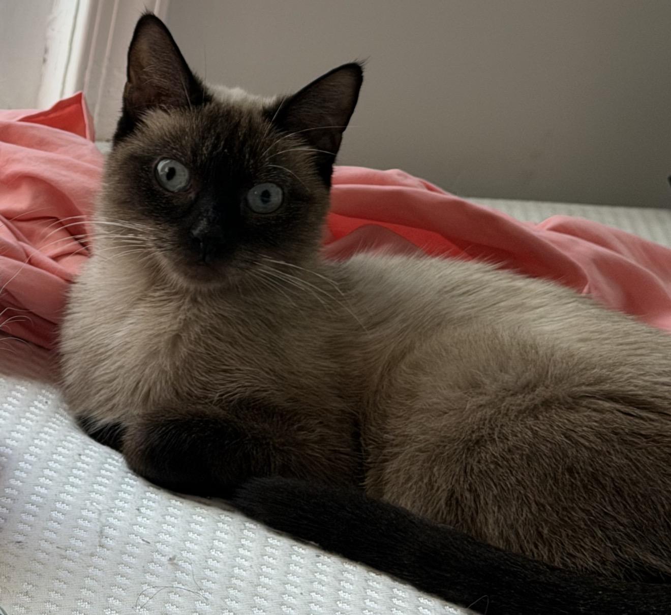 Enlarge Bubbles and Pumpkin, a Adoptable Siamese in Philadelphia, PA image 3/4