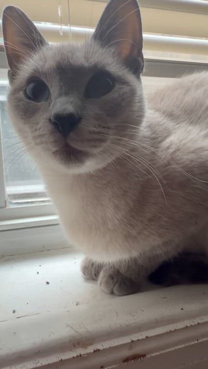 Enlarge Bubbles, a Adoptable Siamese in Philadelphia, PA video 1/3