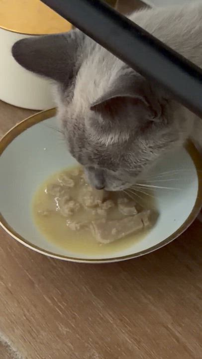 Enlarge Bubbles, a Adoptable Siamese in Philadelphia, PA video 3/3