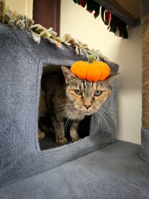 Mildred, Adoptable, Senior Female Domestic Short Hair.