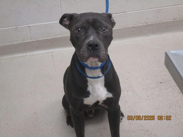 Roscoe(854), Adoptable, Adult Male Pit Bull Terrier.