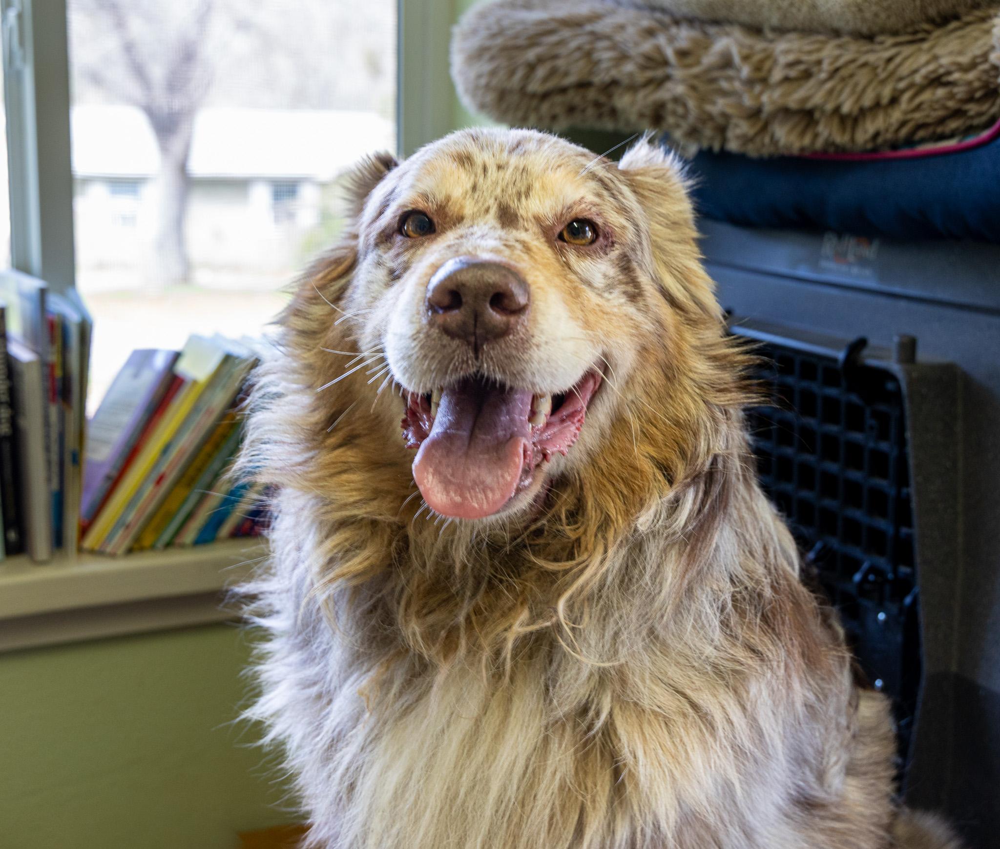 Enlarge Thor, an adopted Australian Shepherd in Jacksonville, OR image 4/4