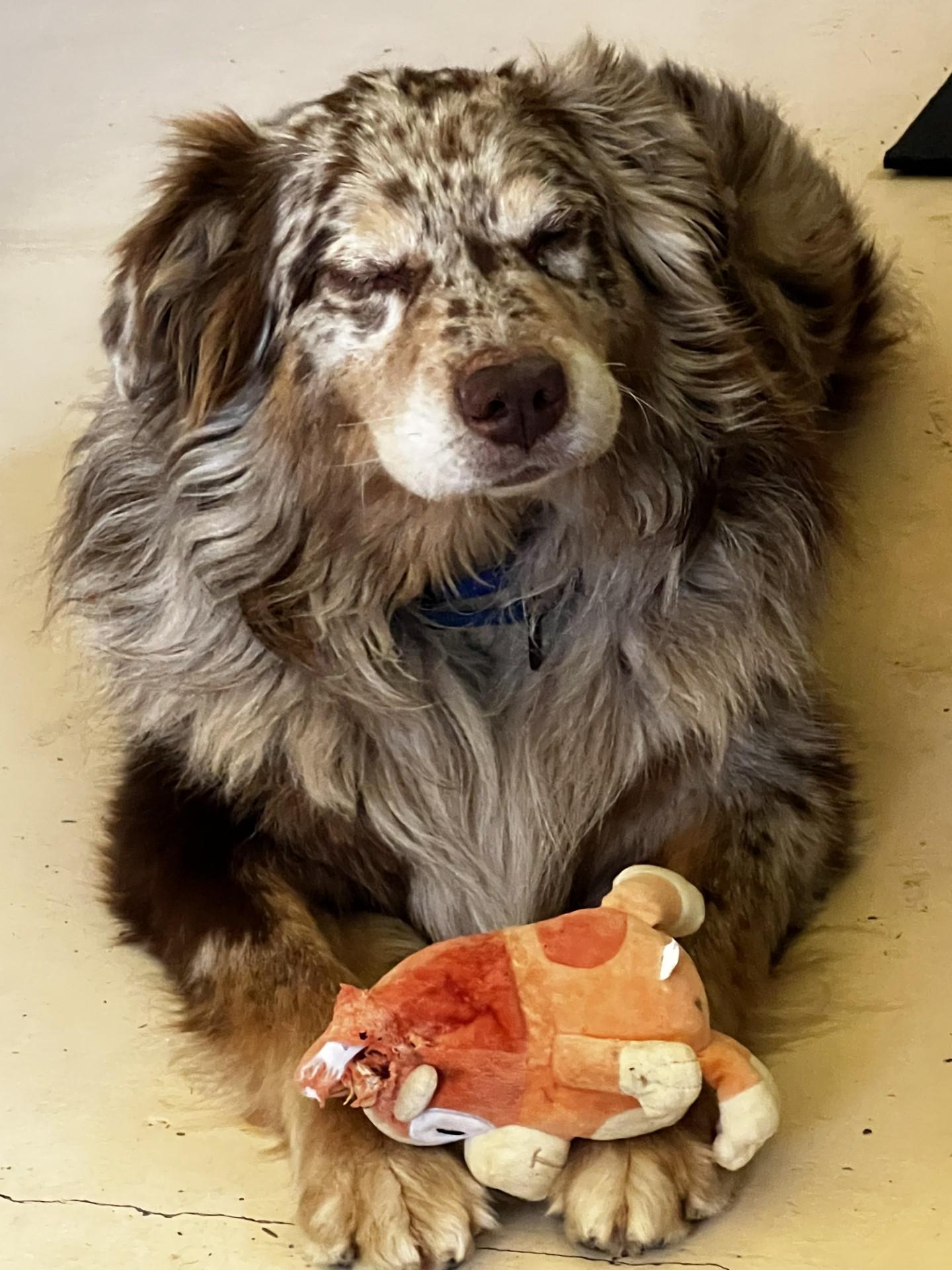 Enlarge Thor, an adopted Australian Shepherd in Jacksonville, OR image 3/4