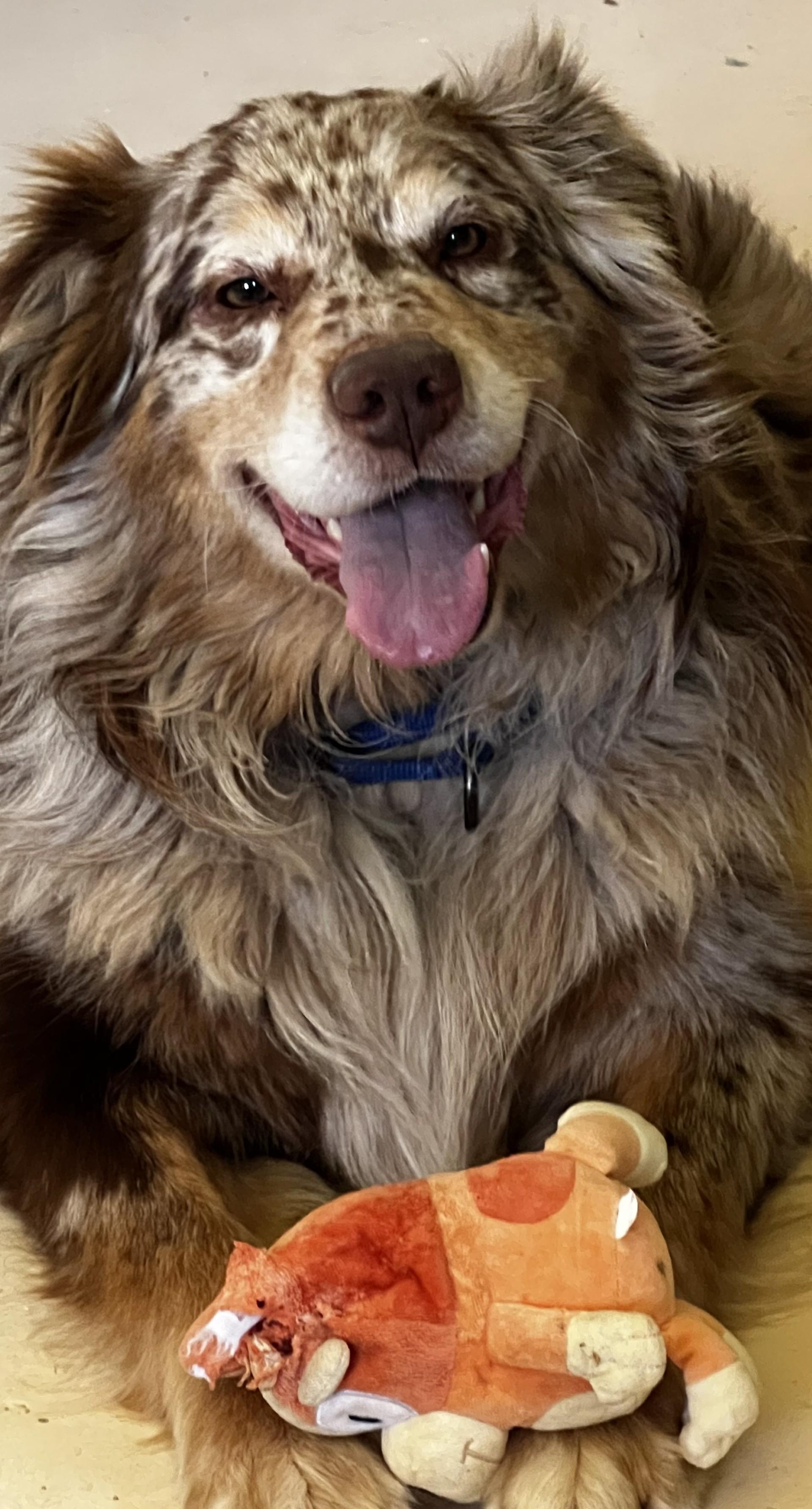 Enlarge Thor, an adopted Australian Shepherd in Jacksonville, OR image 2/4