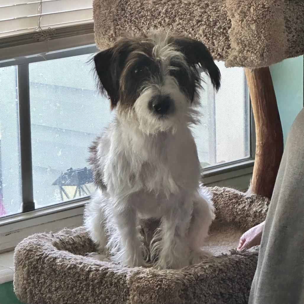 Stanley, Adoptable, Adult Male Terrier & Mixed Breed.