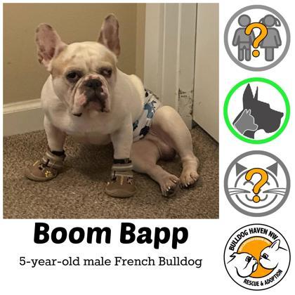 Enlarge BOOM BAPP, a Adoptable mixed breed in Bonney Lake, WA image 1/2