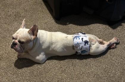 Enlarge BOOM BAPP, a Adoptable mixed breed in Bonney Lake, WA image 2/2