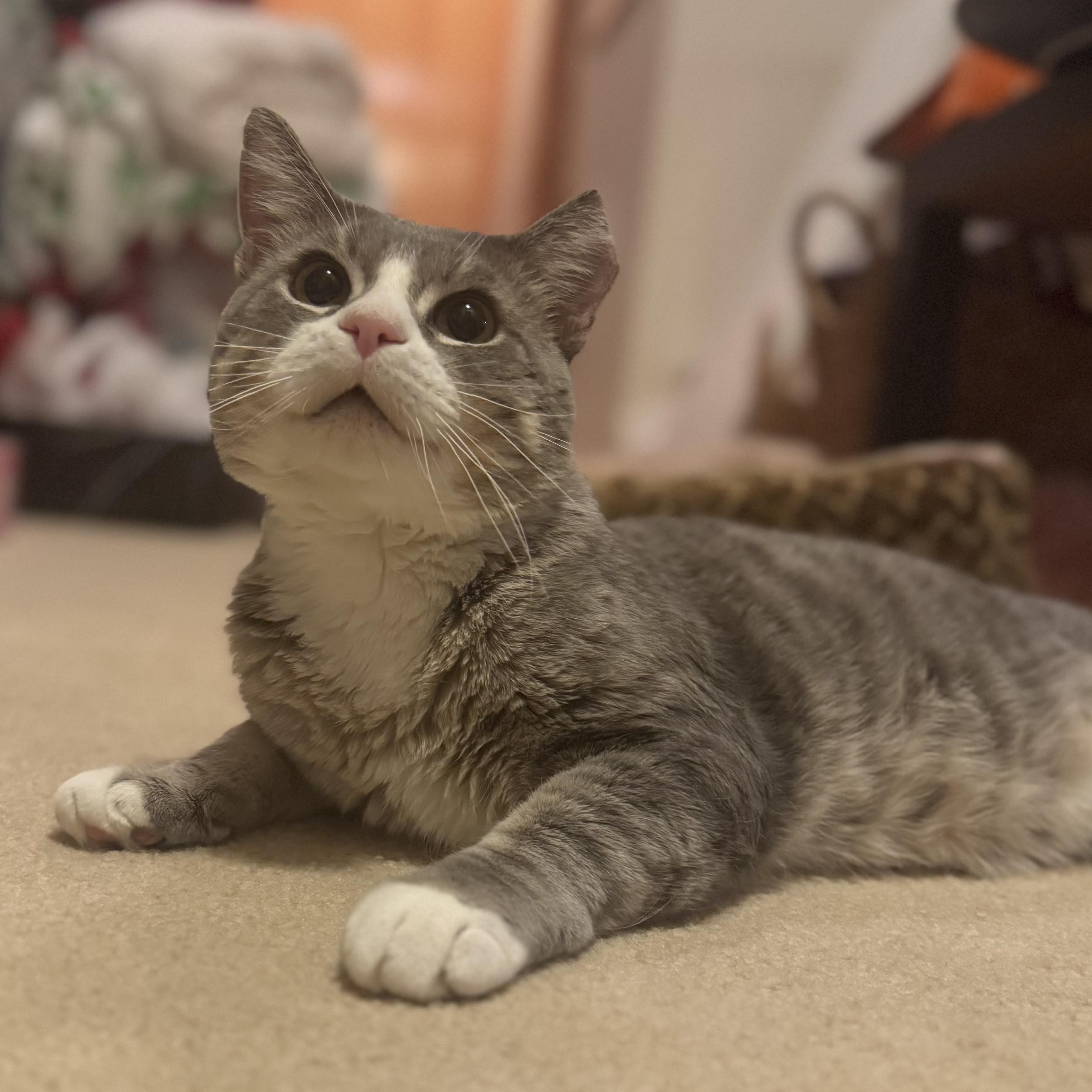 Sir George, Adoptable, Adult Male Domestic Short Hair.