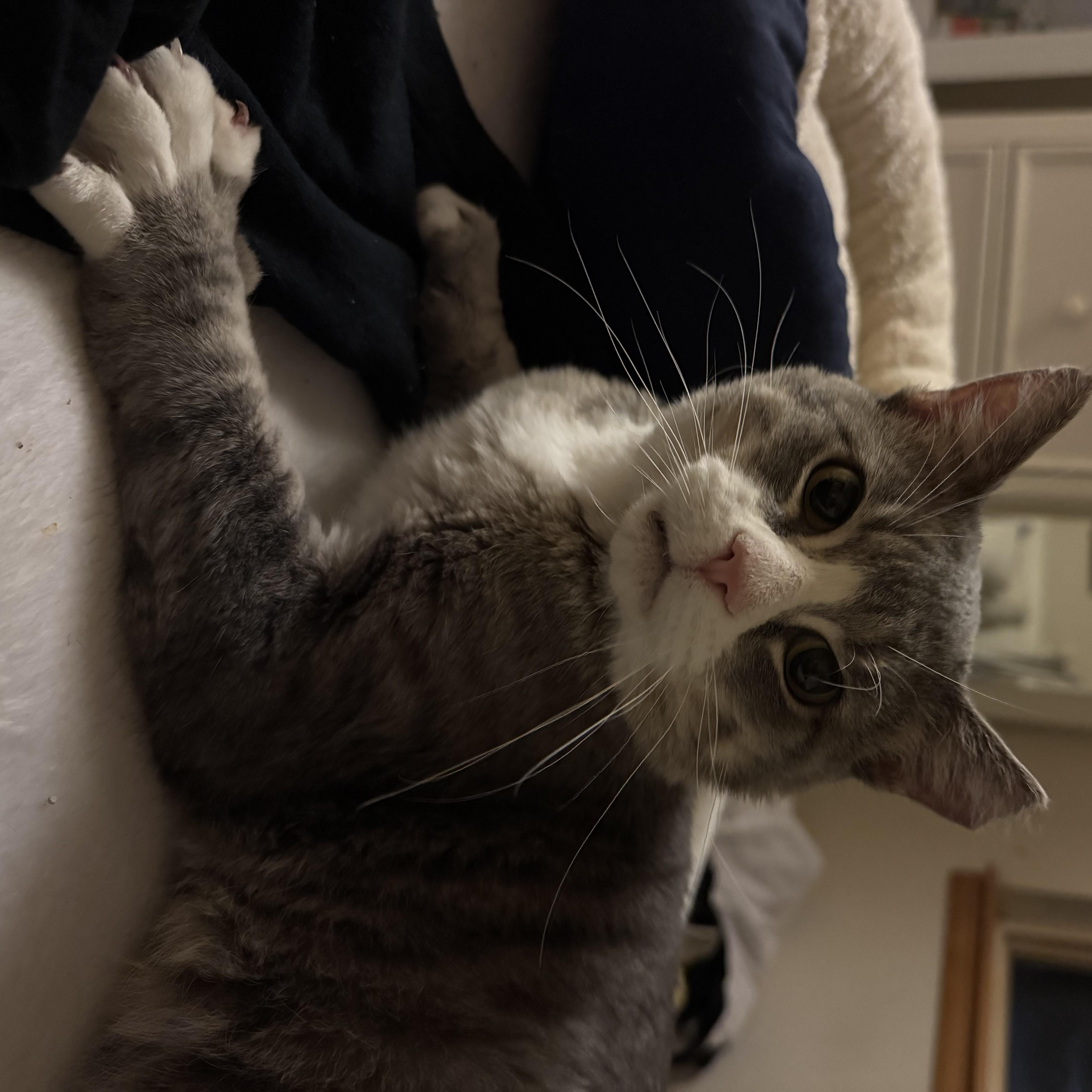 Enlarge Sir George, a Adoptable Domestic Short Hair in Denver, CO image 6/6