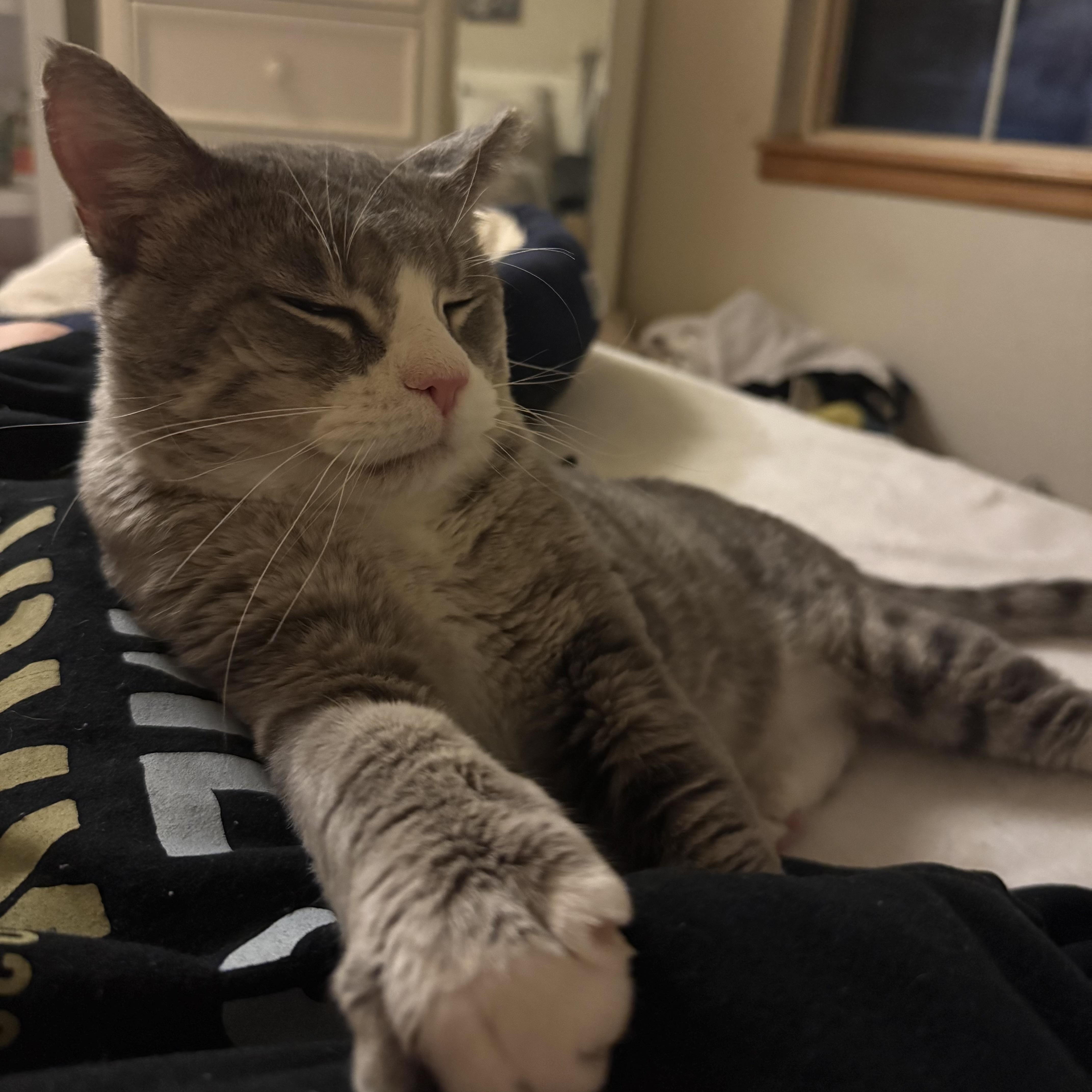 Enlarge Sir George, a Adoptable Domestic Short Hair in Denver, CO image 4/6
