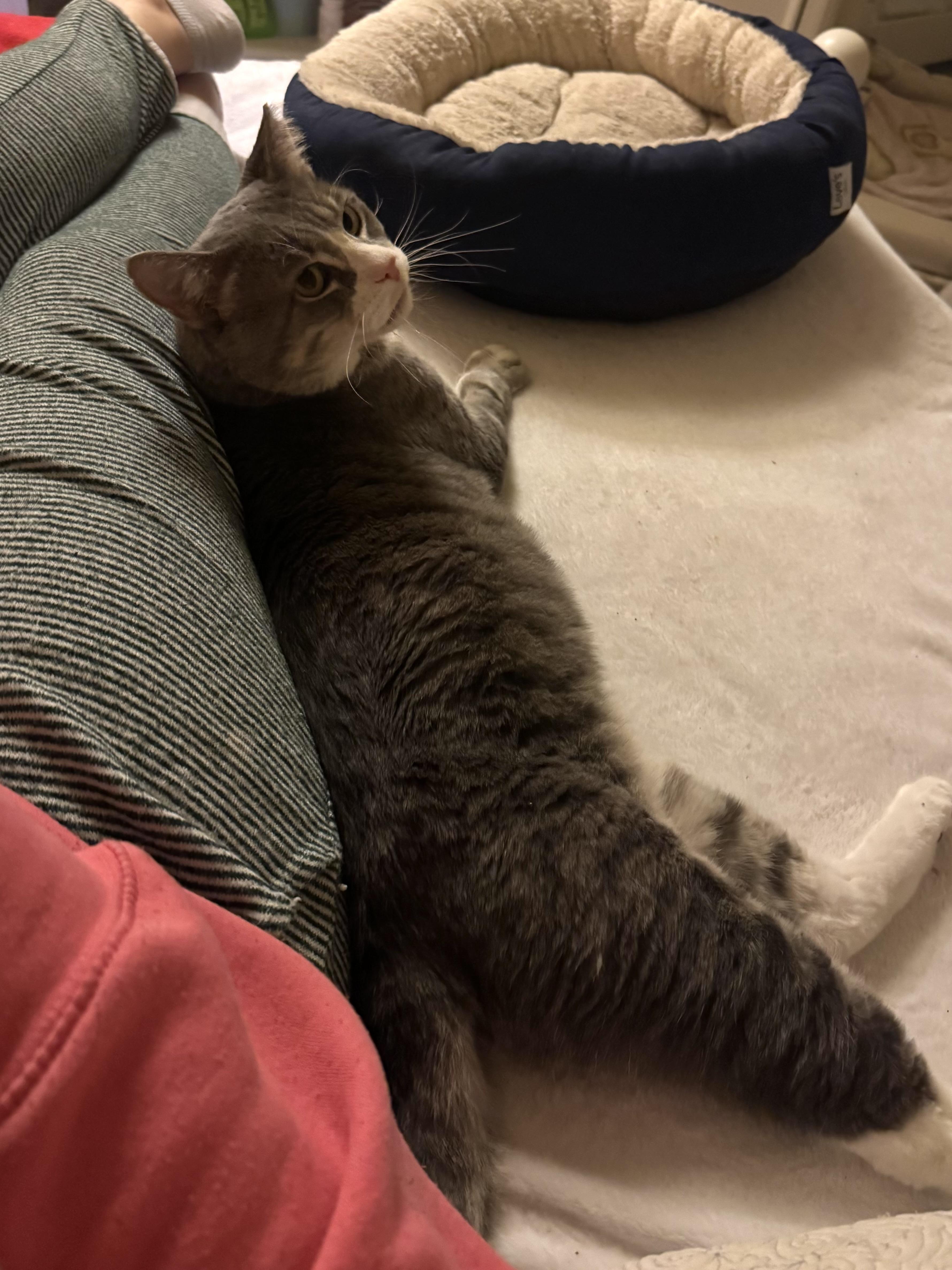Enlarge Sir George, a Adoptable Domestic Short Hair in Denver, CO image 5/6