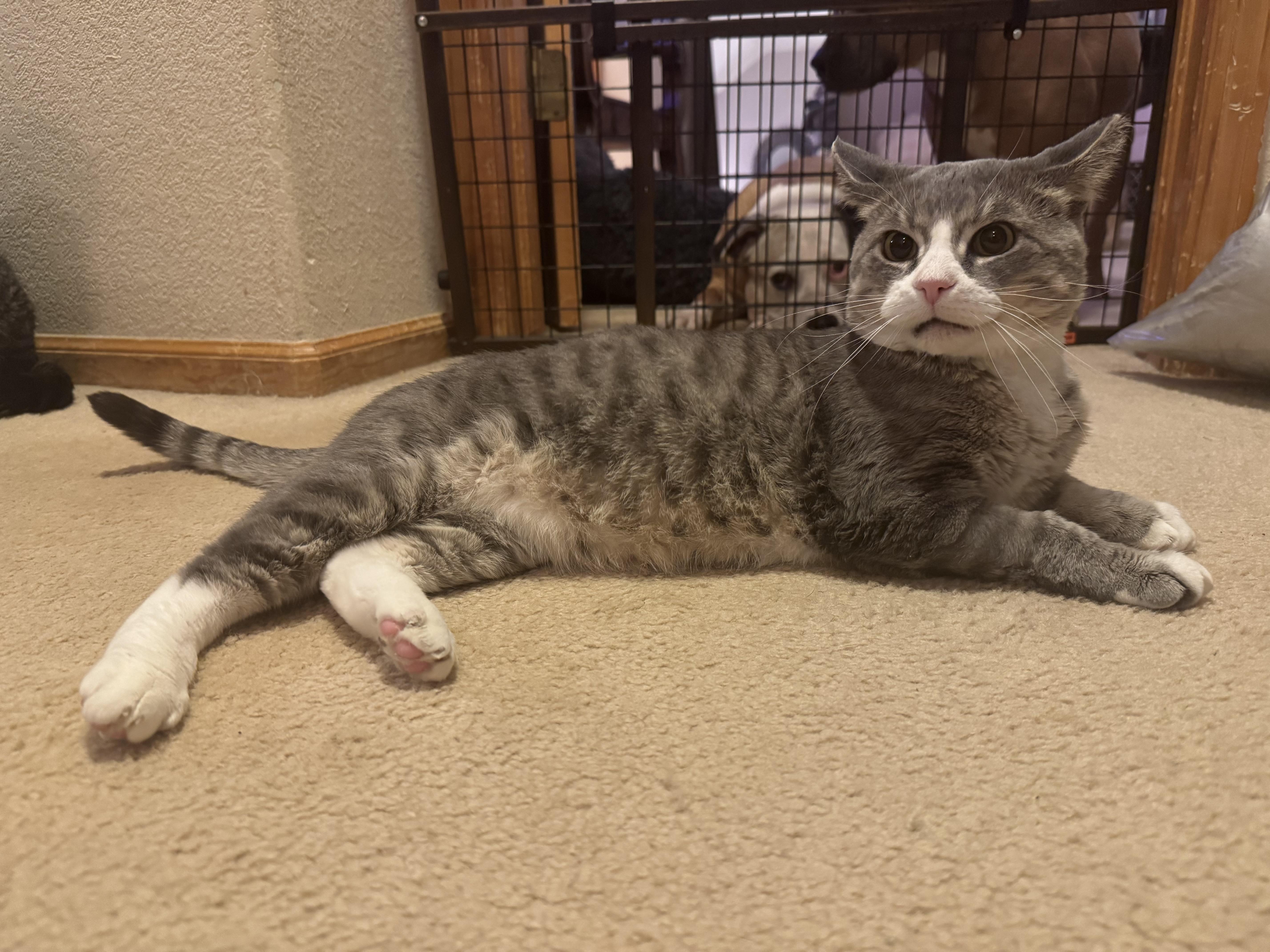 Enlarge Sir George, a Adoptable Domestic Short Hair in Denver, CO image 3/6