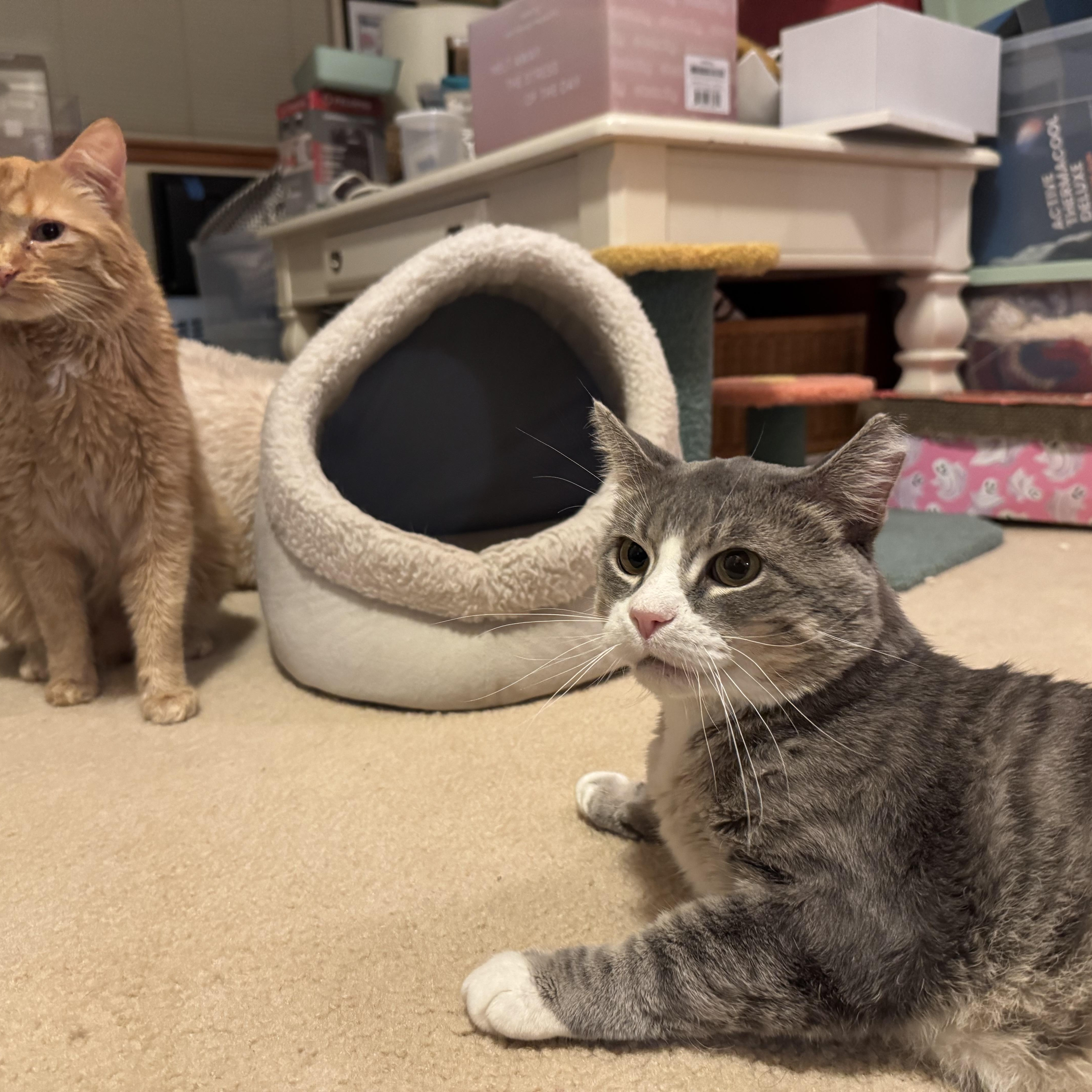 Enlarge Sir George, a Adoptable Domestic Short Hair in Denver, CO image 2/6