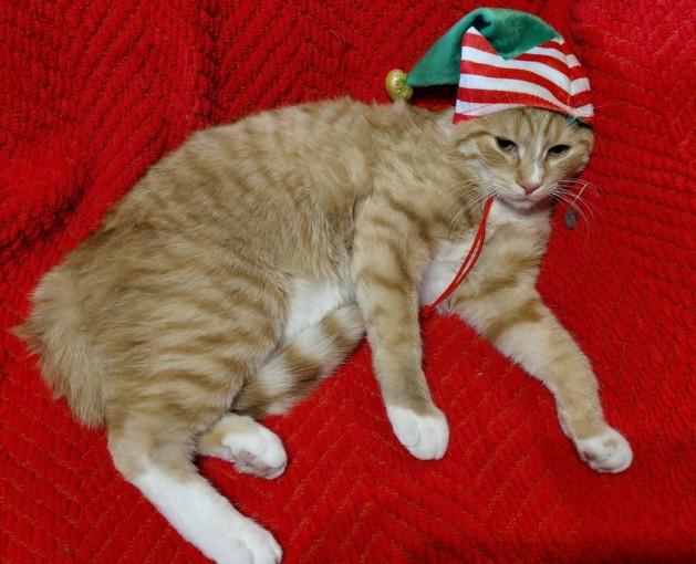 Enlarge LEMON, a Adoptable Domestic Short Hair in Hagerstown, MD image 1/1