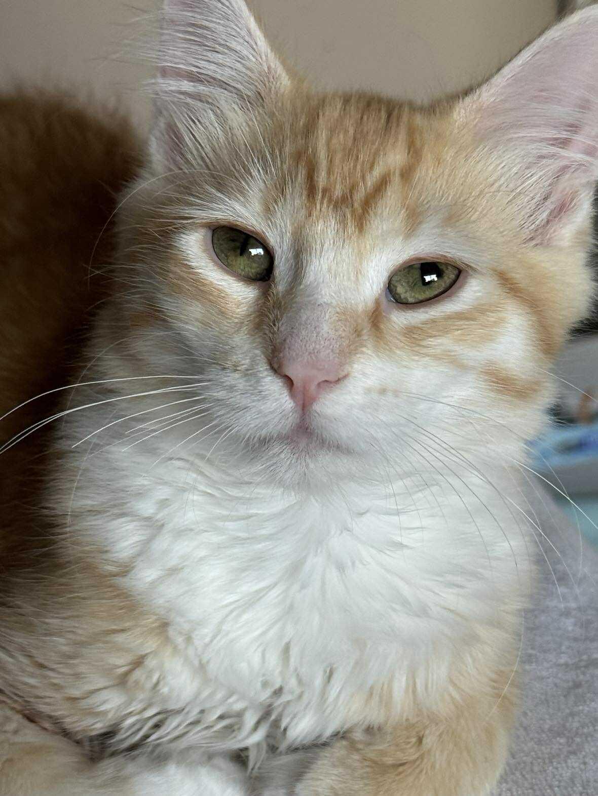 Captain America, Adoptable, Young Male Tabby & Domestic Medium Hair.