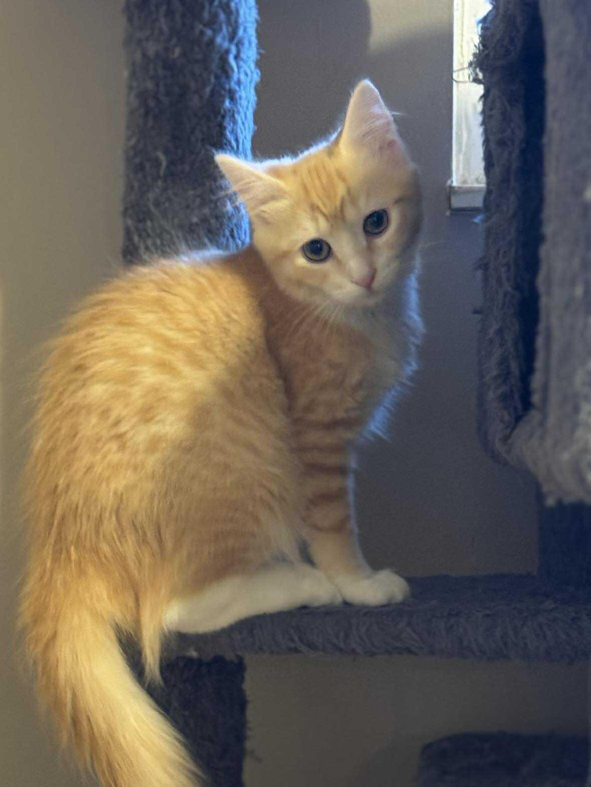 Captain America, a Adoptable mixed breed in Minneapolis, MN image 3/3