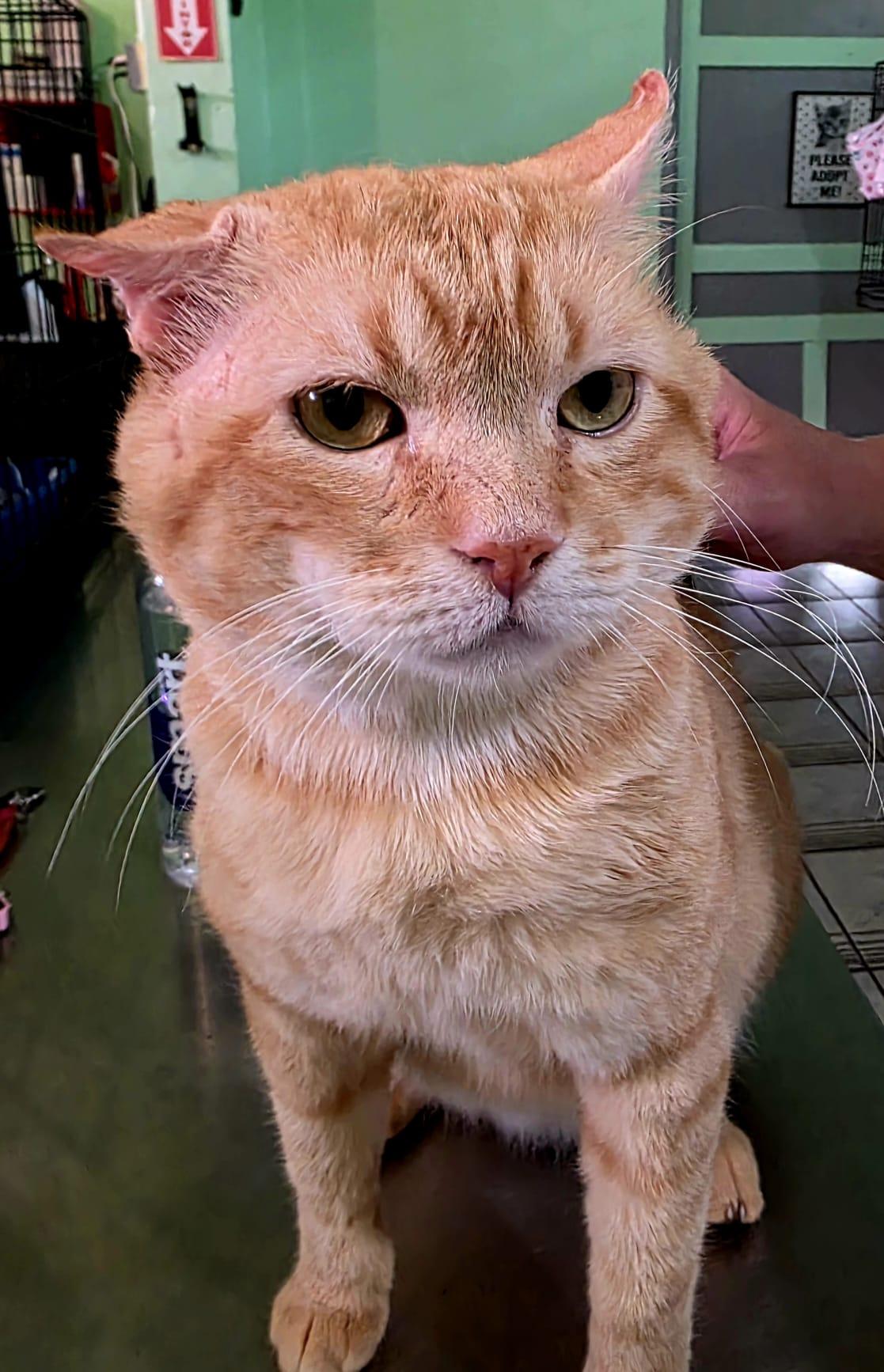 Wilson, Adoptable, Young Male Domestic Short Hair.