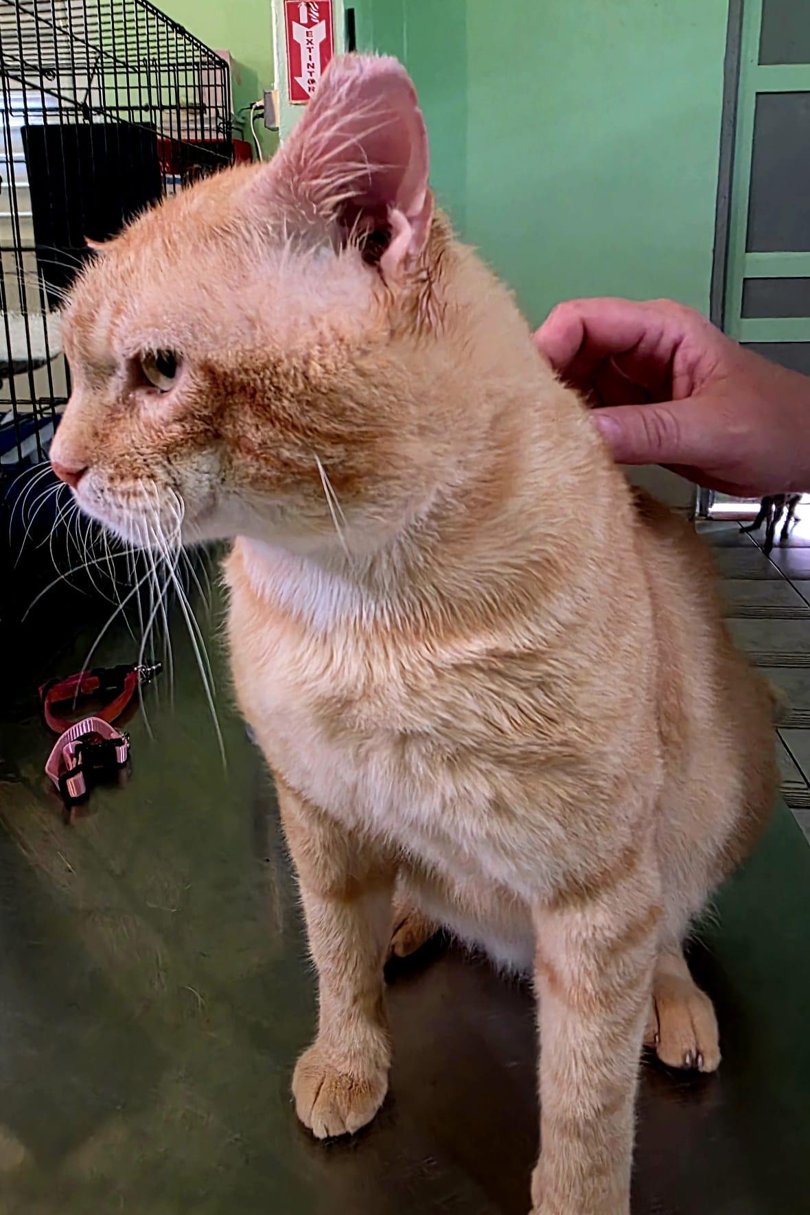 Wilson, a Adoptable Domestic Short Hair in New York, NY image 2/5