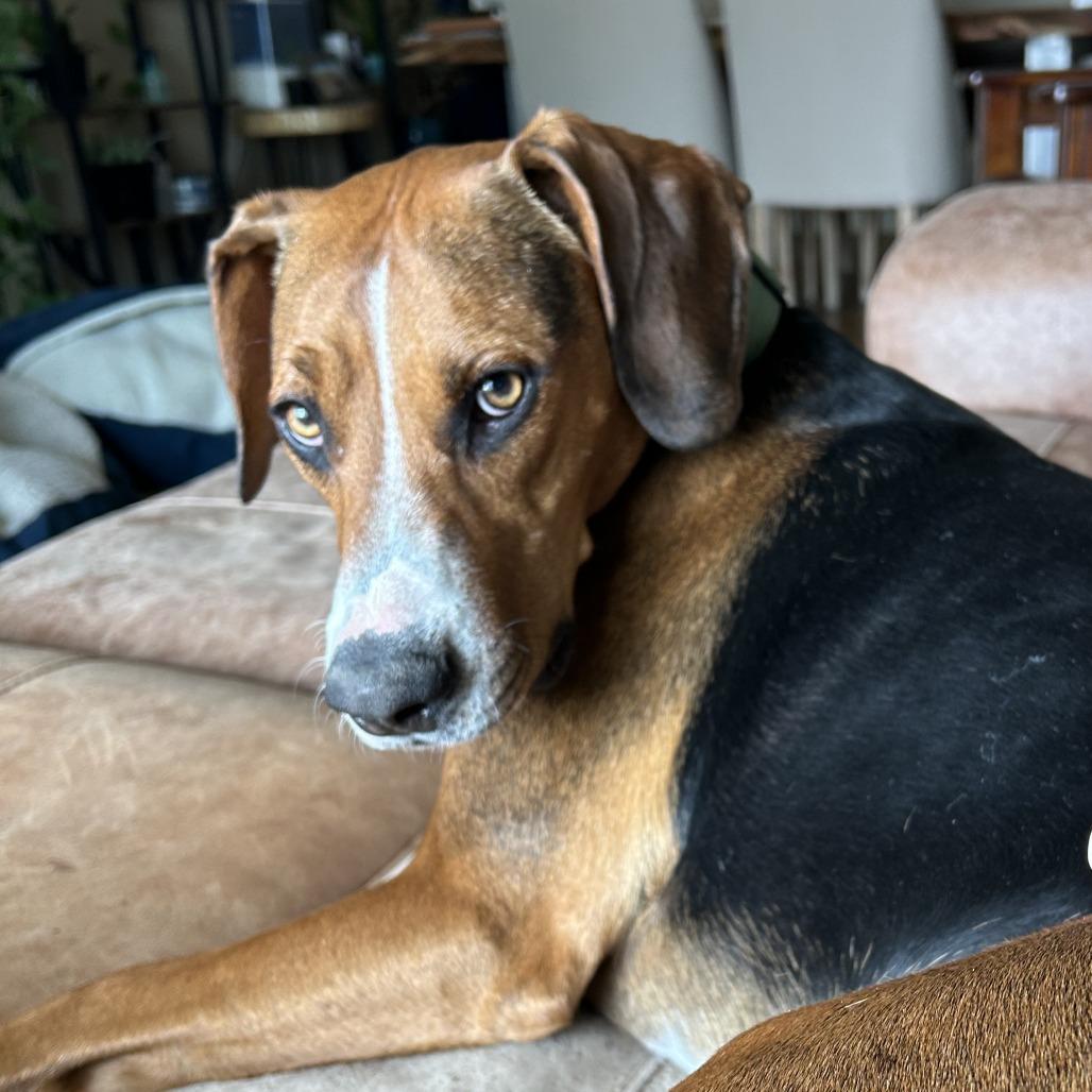 Copper, Adoptable, Adult Male Foxhound & Mixed Breed.