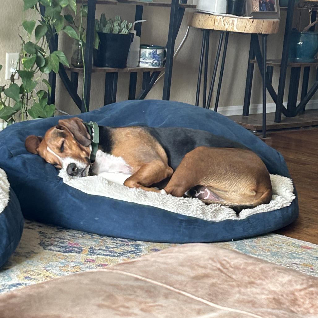 Enlarge Copper, a Adoptable mixed breed in Colorado Springs, CO image 2/6